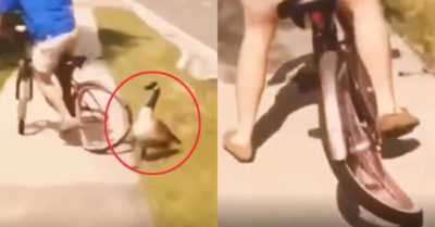 Video: Người đàn ông bị quả báo ngay lập tức vì trêu con vịt