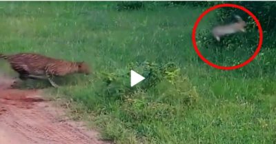 Video: Báo hoa mai bị thỏ rừng biến thành trò cười bởi pha né đòn điệu nghệ