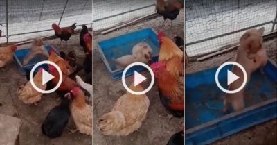 Video ‘võ đài’ động vật: Đàn gà đứng nhìn hai cún con giao đấu