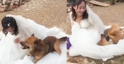 Video: Chú chó ngăn cô chủ đi lấy chồng, nằm ăn vạ trên váy cưới