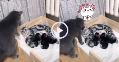 Video: Gia đình mèo kiểu mẫu: Vợ sinh con, chồng vẫn ở bên không rời