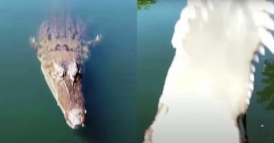 Video: Khoảnh khắc cá sấu chồm lên đớp trọn flycam