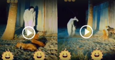Video: Chàng trai đóng giả ma bị đàn chó đuổi chạy trối chết