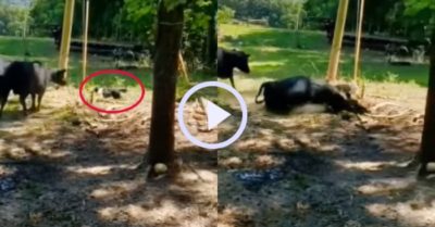 Video: Chó chăn cừu “lấy nhu chế cương” quật ngã con bò