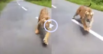 Video: Hai thanh niên may mắn thoát nạn khi bị hổ dữ truy đuổi