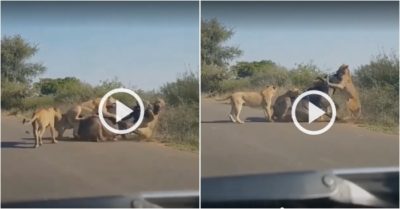 Video: Đàn sư tử quật ngã trâu rừng ngay giữa đường