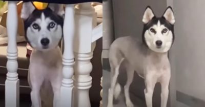 Vẻ mặt biểu cảm của chú chó Husky bị lôi ra cắt trụi lông