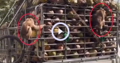 Video: Những chú khỉ vừa hái dừa vừa bốc vác kiêm luôn lơ xe