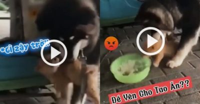 Video: Cún con bị chó Husky quyết phá bữa cho bằng được