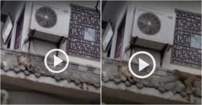 Video: Con khỉ mạo hiểm mạng sống chạy lên mái nhà cứu đồng loại bị điện giật