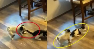 Video: Chó với mèo giao tranh, cún cưng cắn đuôi mèo cứu em thoát nạn