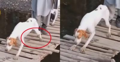 Video: Chó cưng run lẩy bẩy khi qua cầu gỗ