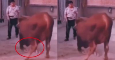 Video: Con bò quỳ xuống cầu xin ông chủ đừng bán mình