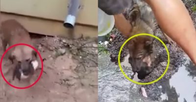 Video: Chó mẹ xả thân cứu con khỏi ngập nước – Tình mẫu tử thiêng liêng