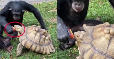 Video: Khỉ đút táo cho rùa ăn