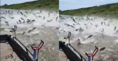 Video: Hàng trăm con cá búng mình thi nhau nhảy trên mặt nước