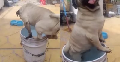 Video: Chú chó liều mình trèo vào xô nước để ngâm mình
