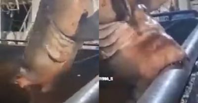 Video: Cá mập khổng lồ ngoạm thanh sắt không muốn rời khỏi thuyền đầy cá