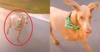 Video: Chú chó cụt 2 chân với nghị lực sống phi thường