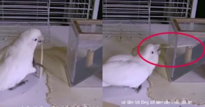 Video: Con Vẹt thông minh biết tạo ra công cụ để khều mồi
