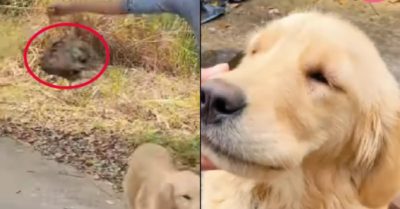 Video: Chó cưng gâu đần mang tổ ong về cho cô chủ