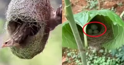 Video: Tổ chim có mái che – công trình đẹp mắt của chim mẹ