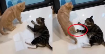 Video: Con mèo vàng cà khịa mèo đen và cái kết bất ngờ