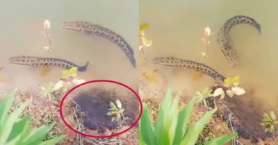 Video: Gia đình cá lóc cùng nhau đi kiếm ăn