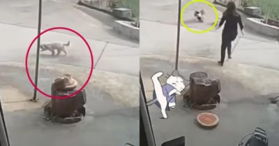 Video: Mèo ra mặt bảo vệ khi thấy cún cưng bị bắt nạt