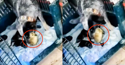 Video: Chó mẹ tưởng vịt là con mình nên bắt vào chuồng