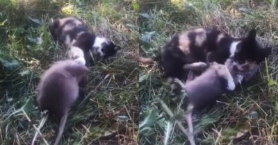 Video: Mèo và chuột chơi đùa cùng nhau