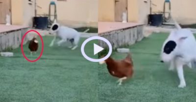 Video: Chú chó xoay vòng khi bị gà lấy mất miếng bánh