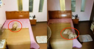 Video: Cún cưng biết trải chiếu, bật quạt, tắt đèn để ngủ