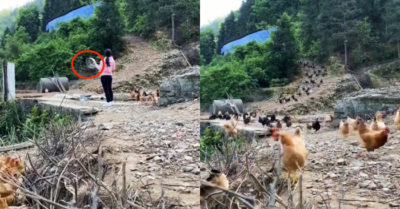 Video: Đàn gà nhanh chóng xuất hiện chỉ sau 1 tiếng gõ gọi cho ăn