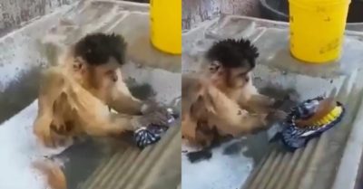 Video: Khỉ biết giặt quần áo như con người