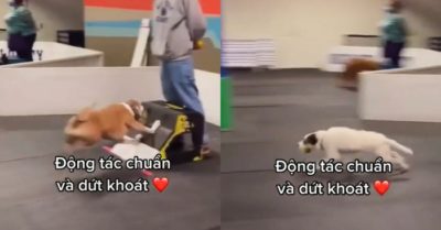 Video: Chó cưng thi chạy tiếp sức rất chuyên nghiệp