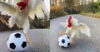 Video: Gà trống chơi bóng điêu luyện
