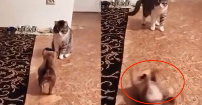 Video: Cún con ăn vạ “trắng trợn” trước mặt mèo