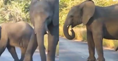 Video: Voi con nhảy múa cực sung trước mặt du khách