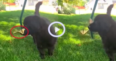 Video: Cún cưng chơi đùa thân thiện cùng những chú bướm nhỏ