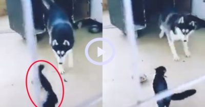 Video: Chó Husky to miệng trêu bạn mèo rồi cuống cuồng bỏ chạy