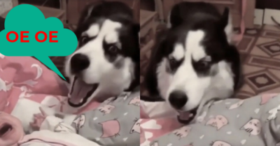 Video: Chó Husky tung “tuyệt chiêu” để dỗ em bé khóc