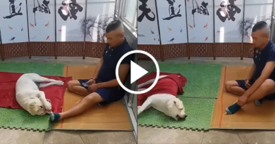 Video: Khi bạn nuôi một chú chó hài hước