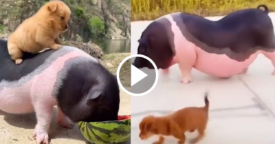 Video dễ thương: Những chú heo ‘đại lãn’