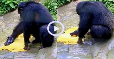Video: Chú tinh tinh biết dùng xà bông giặt áo y như người