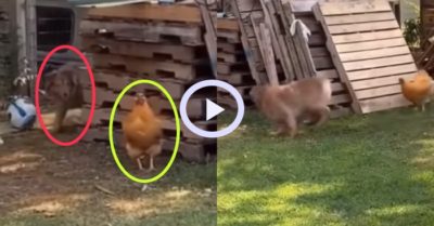 Video: Khoảnh khắc hài hước chó và gà chơi đuổi bắt trong sân vườn