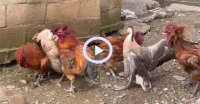 Video: Vợ chồng ngỗng can ngăn gà trống mổ nhau