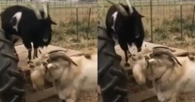 Video: 2 con dê “cãi nhau” để giành chỗ đứng trong nông trại