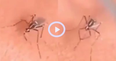 Video: Con muỗi phải mài vòi khi đụng phải làn da “sắt”