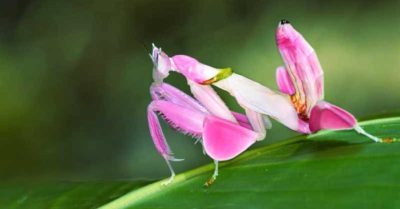 Video: Vẻ đẹp lạ mắt của loài bọ ngựa phong lan